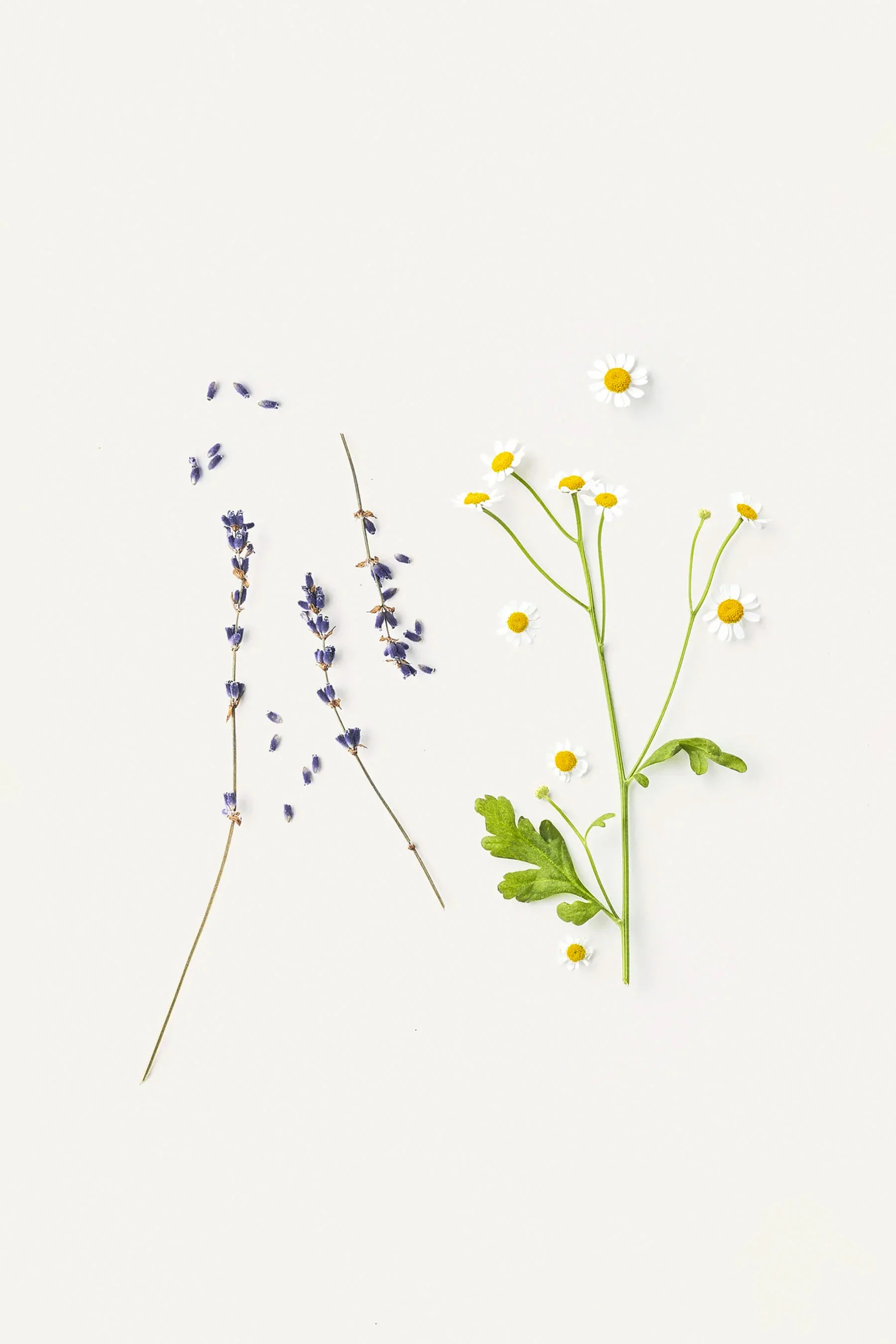 Provence Lip Balm - Image 3